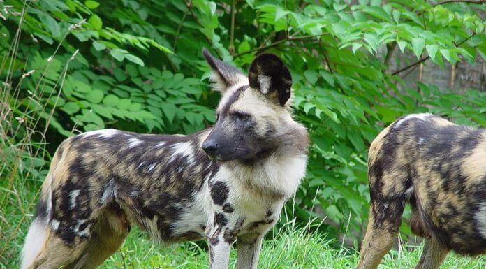 Guarda i cani selvaggi che spingono Klipspringer perfettamente bilanciati sull'orlo di una scogliera
