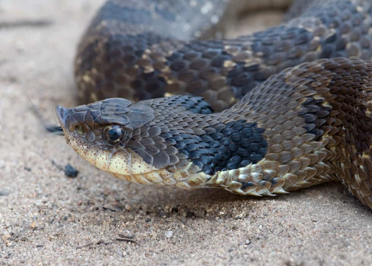 L'adorabile "serpente zombi" si finge istintivamente morto dopo la schiusa