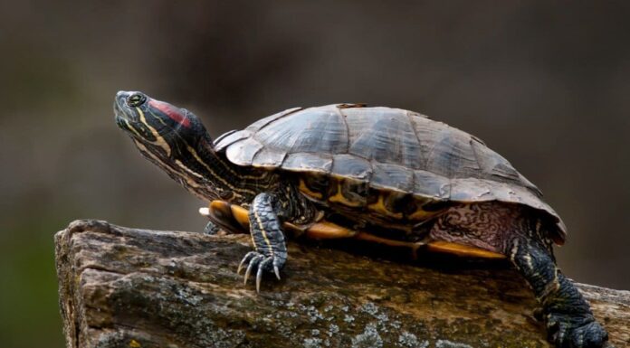 Slider dalle orecchie rosse e tartaruga dipinta: quali sono le differenze?
