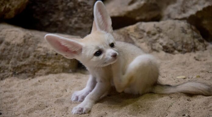 10 fatti incredibili di Fennec Fox
