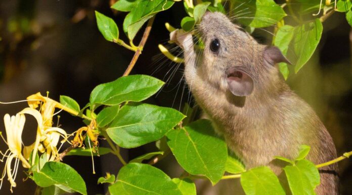 I topi possono arrampicarsi sui muri?
