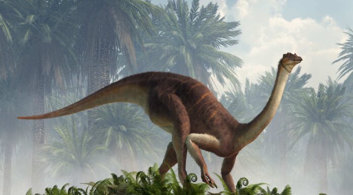 Scopri 6 animali estinti che vivevano in Pennsylvania
