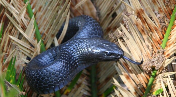 Black Swampsnake