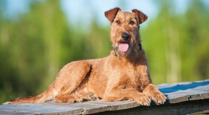 Irish Terrier vs Airedale Terrier: quali sono le differenze?
