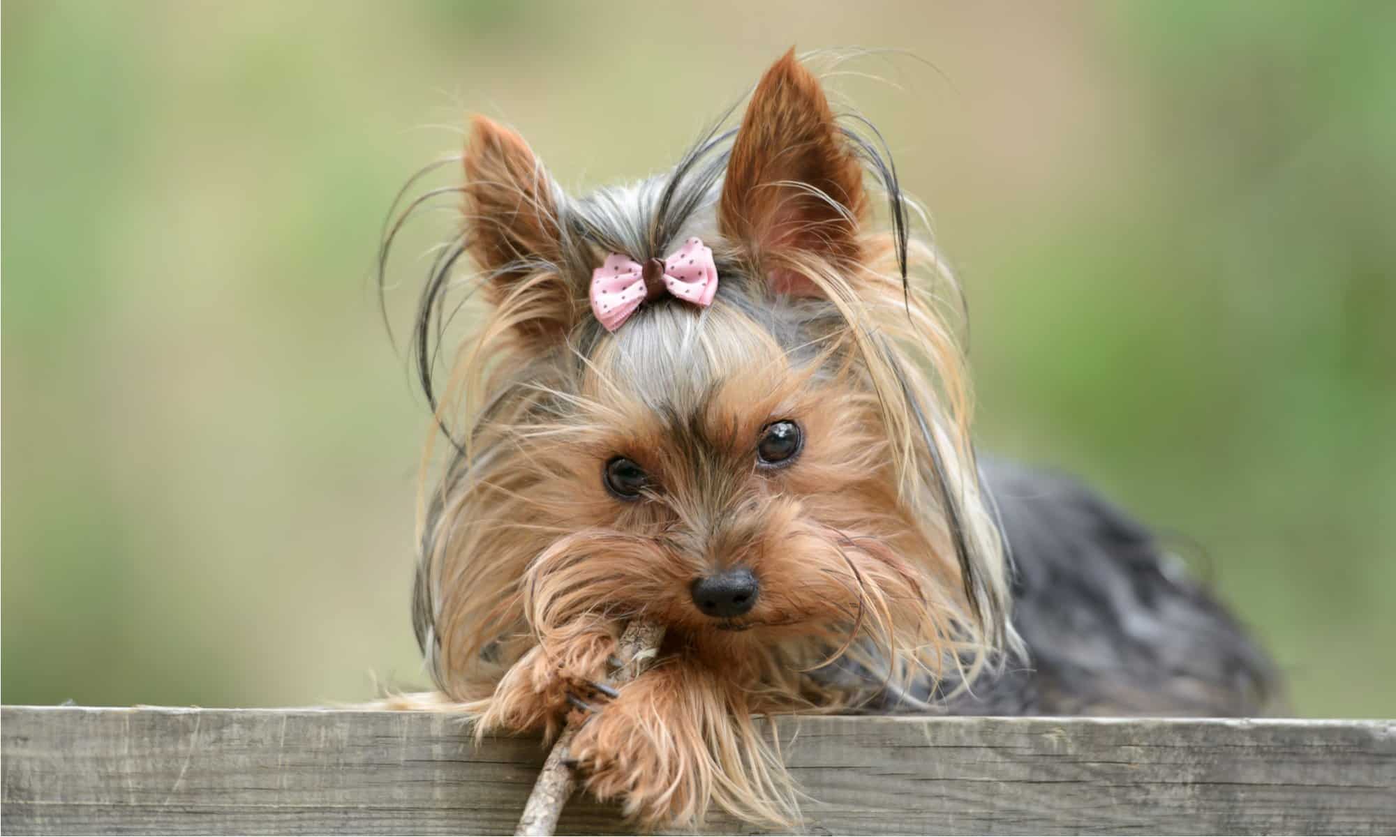 Biewer Terrier vs Yorkie: quali sono le differenze?