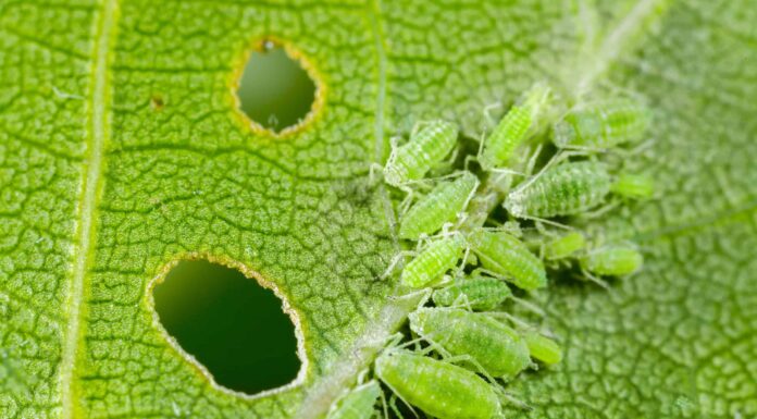  Afidi sulle tue piante?  Come sbarazzarsi definitivamente degli afidi
