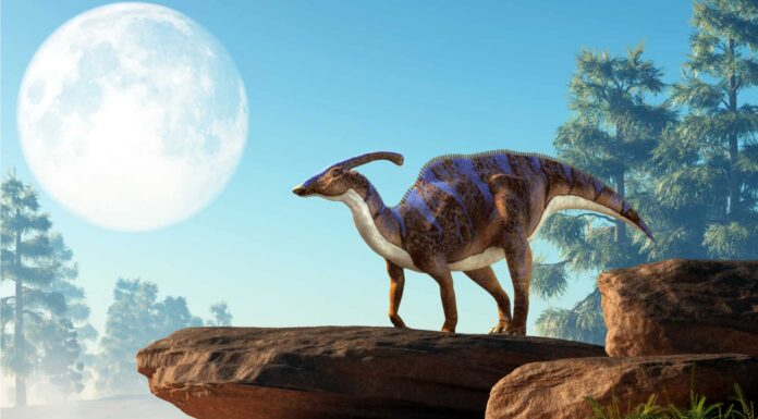 Scopri 8 animali estinti che vivevano nel New Mexico
