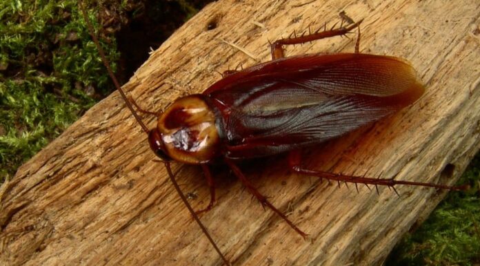 Scarafaggio tedesco vs americano: quali sono le differenze?
