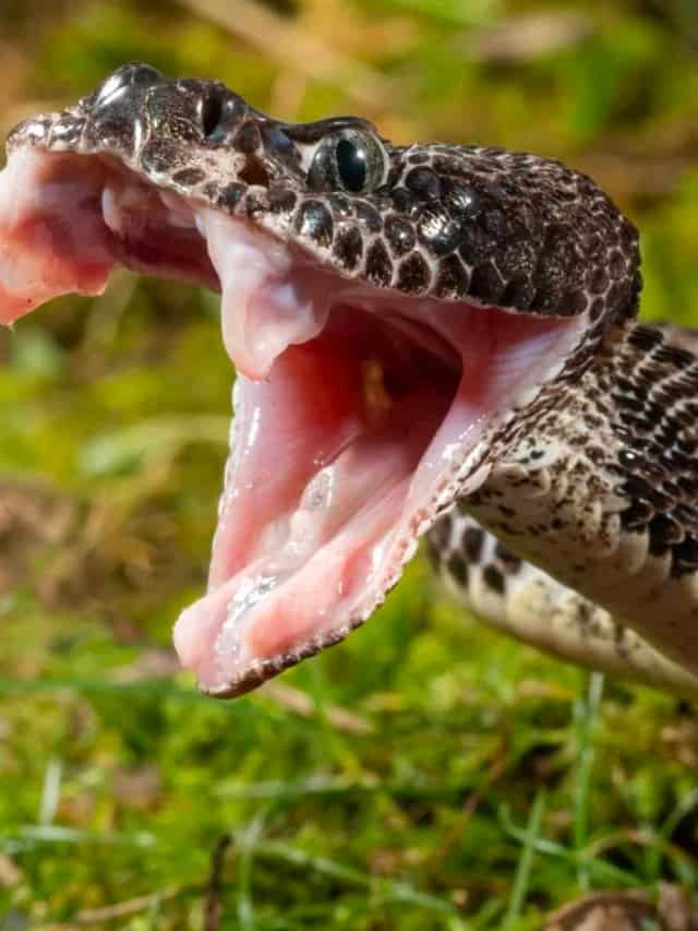 I serpenti sono immuni al loro stesso veleno?