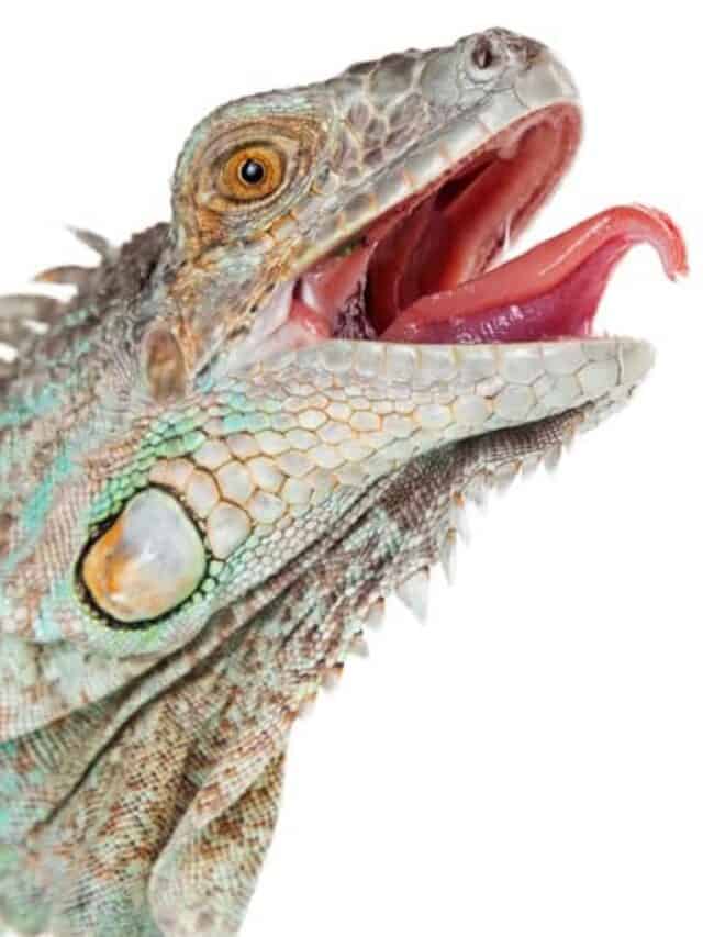 Lizard scende dalla piscina dell'hotel per una nuotata veloce con gli ospiti