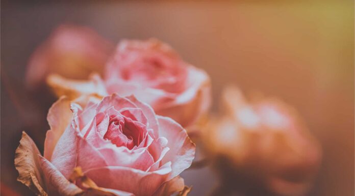 Come sbarazzarsi di afidi sulle tue rose durante la notte
