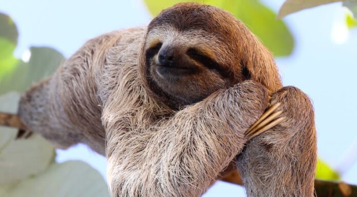 10 incredibili fatti di bradipo
