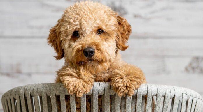 A Antibiotics for Dogs: Updated for 2022