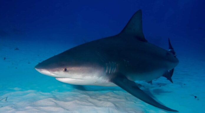 Scopri il più grande squalo toro del mondo
