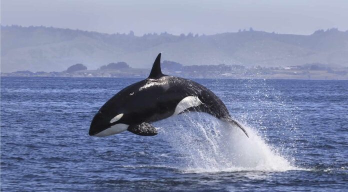 Discover How Killer Whales Chased Great Whites from San Francisco Waters