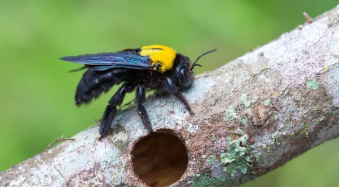 Ape carpentiere maschio vs femmina: quali sono le differenze?
