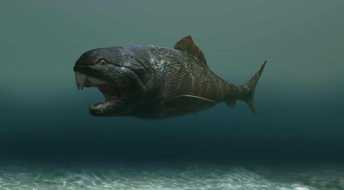 Oscur Osteus
