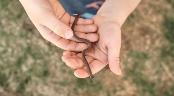 A The 7 Best Snake Guard Chaps You Can Buy Today