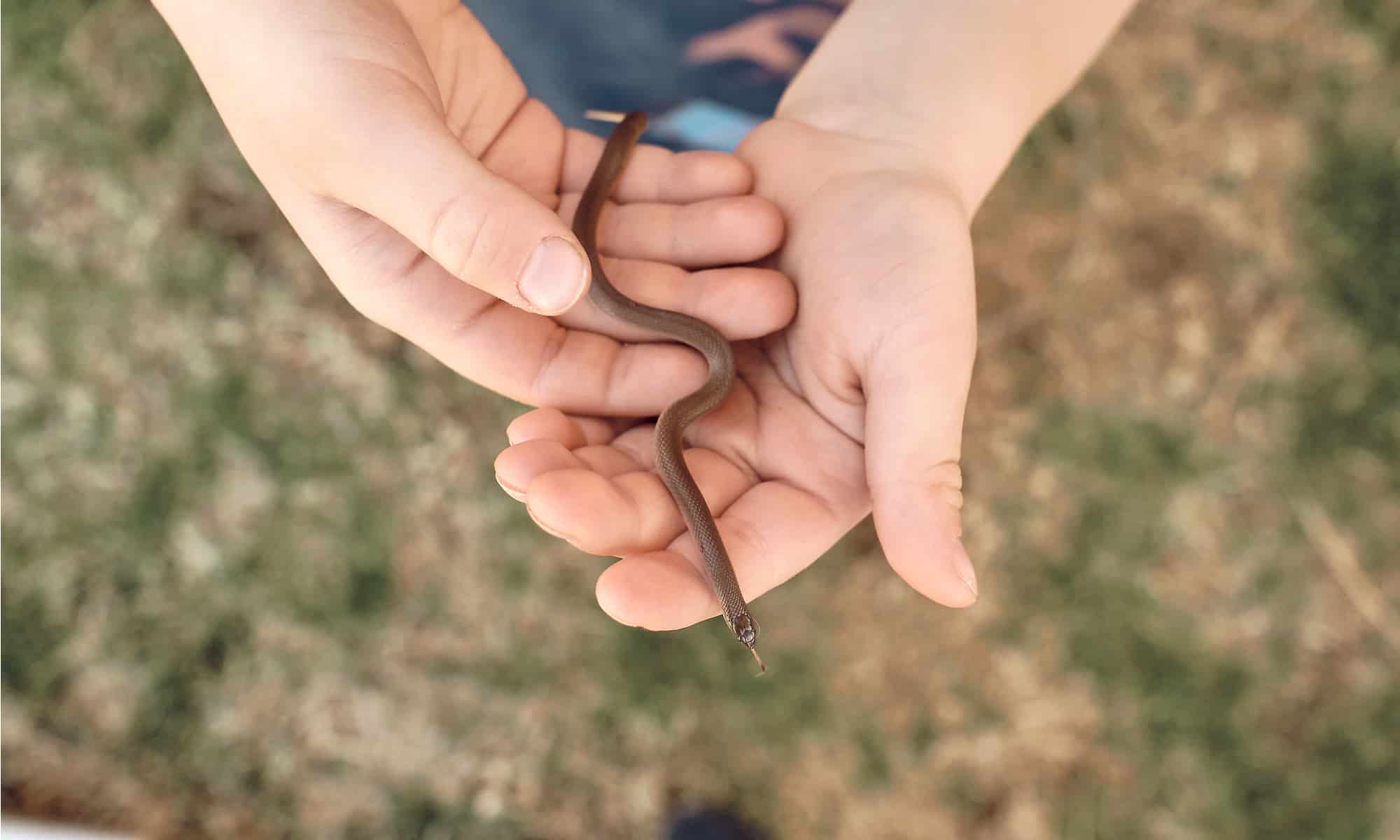 A The 7 Best Snake Guard Chaps You Can Buy Today