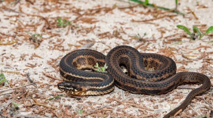 Scopri il più grande serpente di palude salata mai registrato
