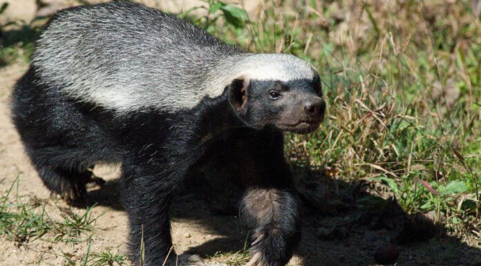 Animals With the Toughest Skin-Honey Badger