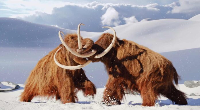 Scopri 6 animali estinti che vivevano nel South Dakota
