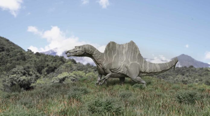 Scopri 8 animali estinti che vivevano in Nevada
