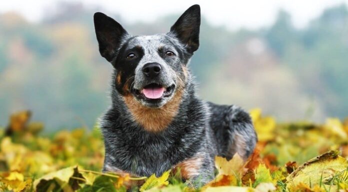 Heeler rosso vs Heeler blu: qual è la differenza?
