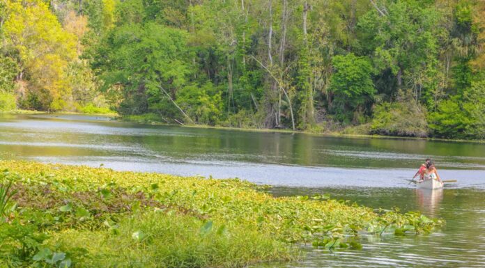 Manatee close up portrait underwater