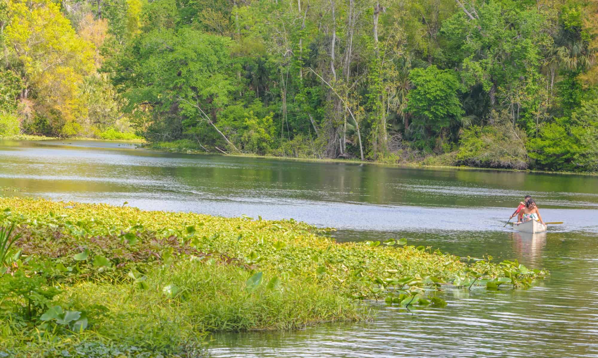 Manatee close up portrait underwater