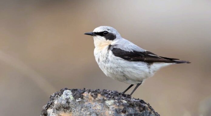 Yellowstone in Spring