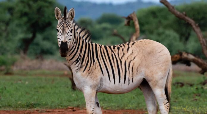 A sketch of the extinct Quagga.