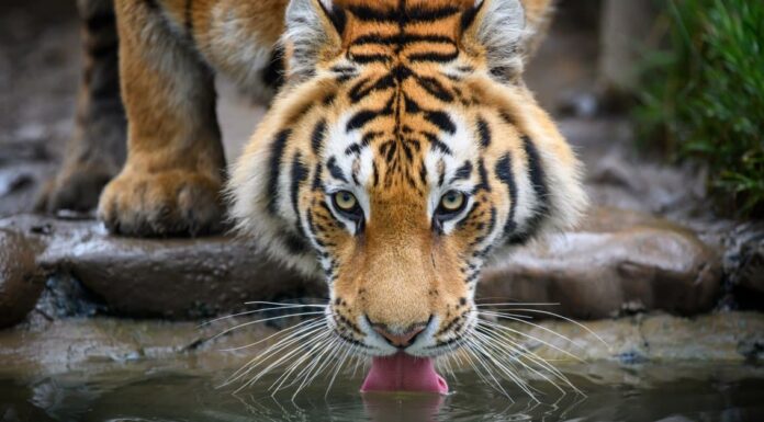 Tigre siberiana contro leone: chi vincerebbe un combattimento?
