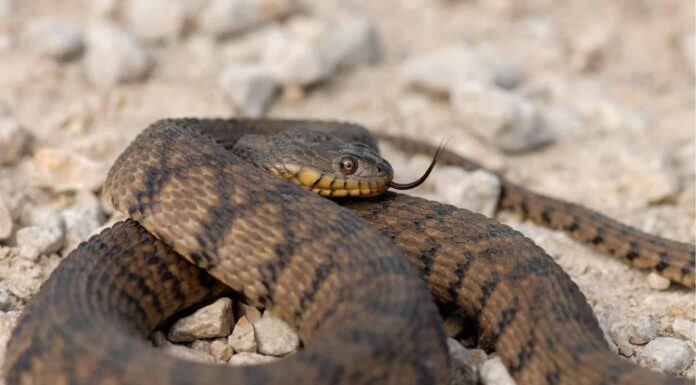 Diamondback Water Snake