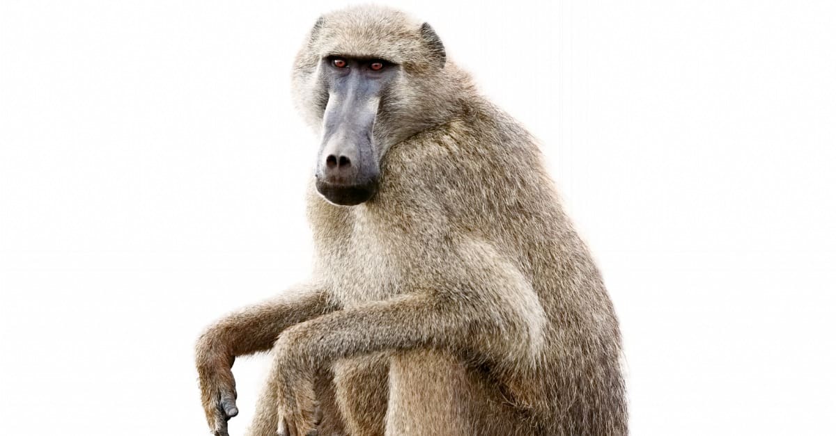 10 fatti incredibili sul babbuino
