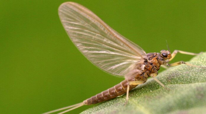 Cacca di mosca: tutto ciò che avresti sempre voluto sapere
