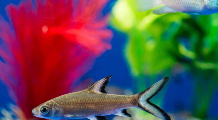 Cosa mangiano gli squali bala?
