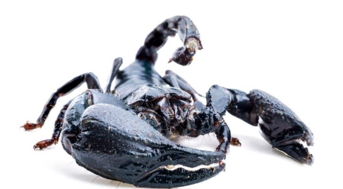 10 fatti incredibili sullo scorpione
