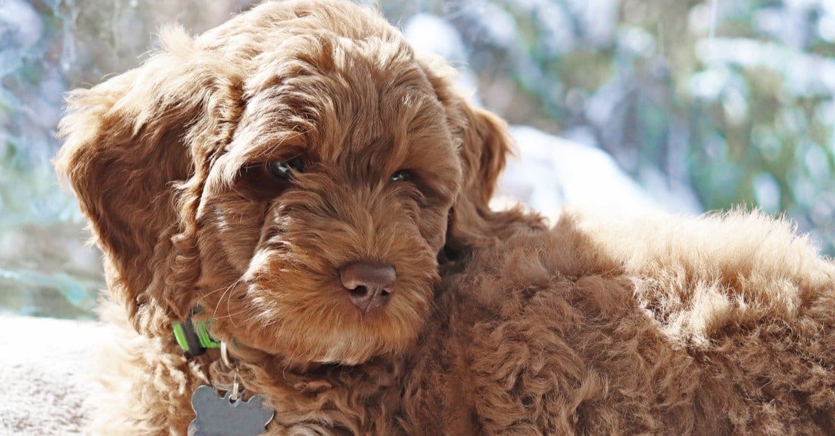 10 fatti incredibili di Labradoodle