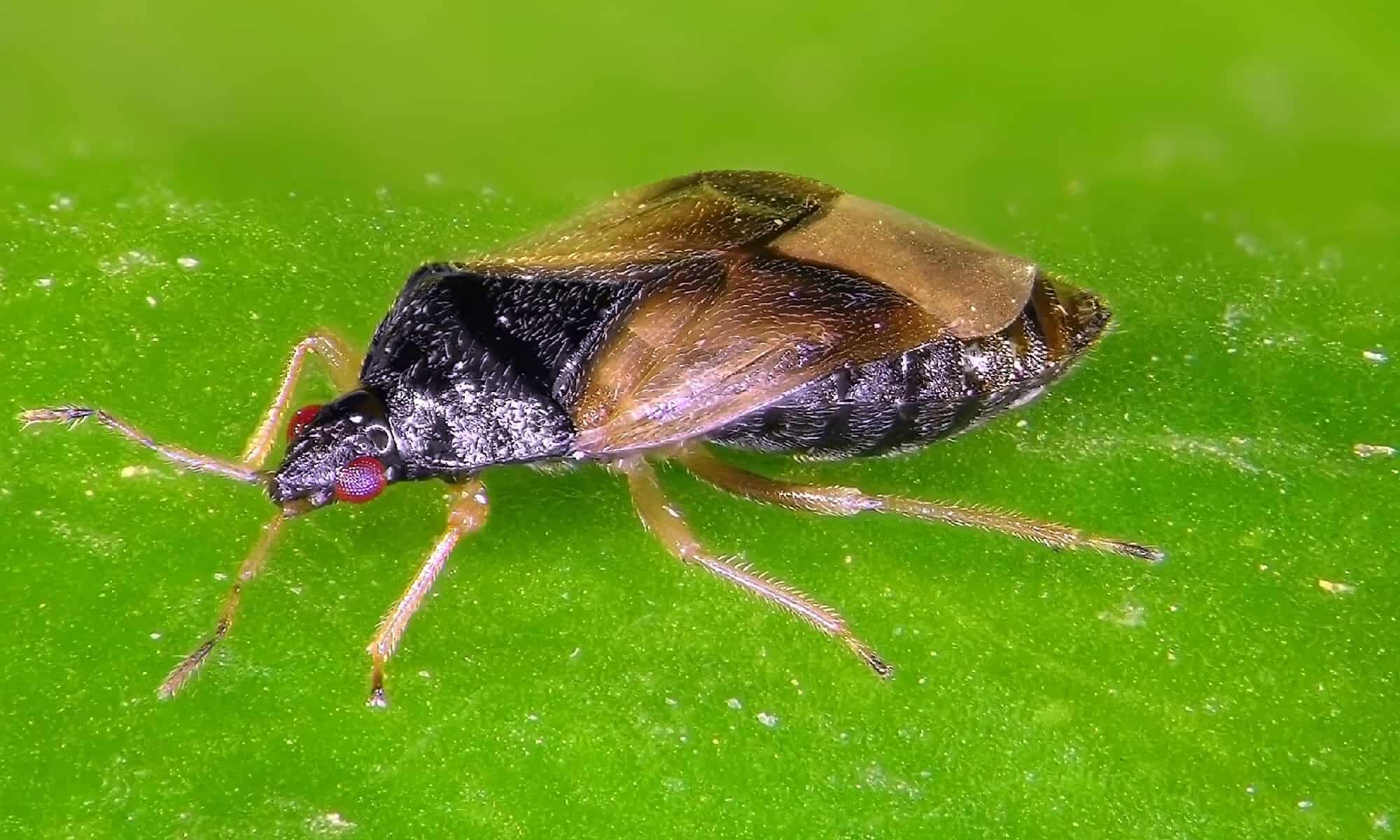 No See Ums vs Pirate Bugs: Spiegazione delle principali differenze