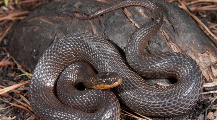 Bocche di serpente: 10 fatti selvaggi che dovresti sapere
