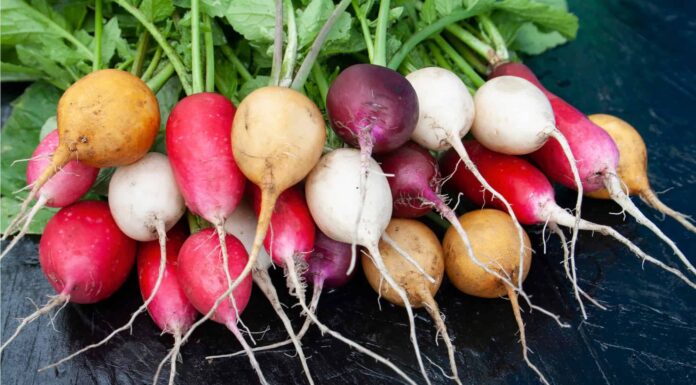 Beet vs Radish
