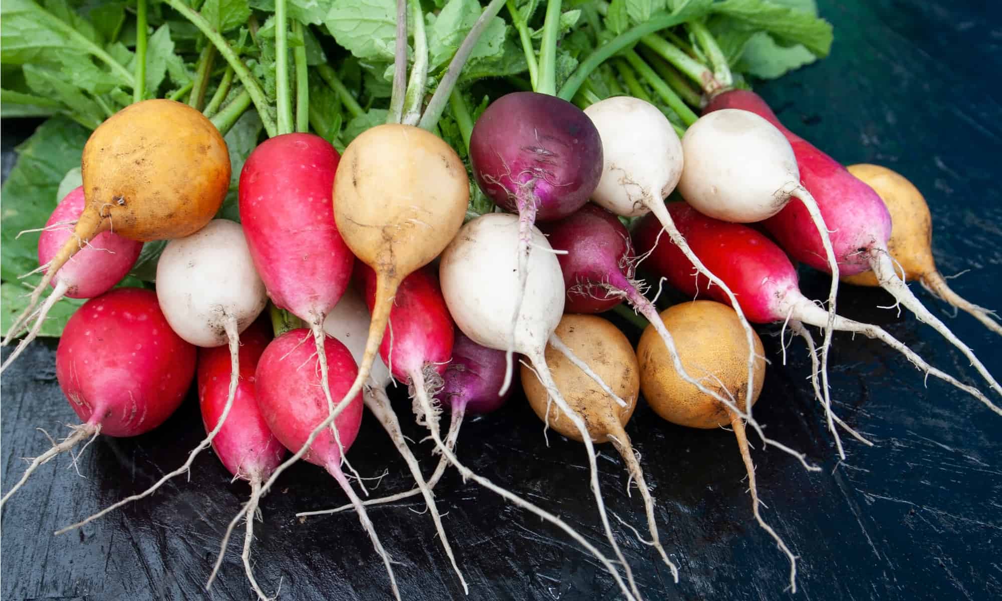 Beet vs Radish