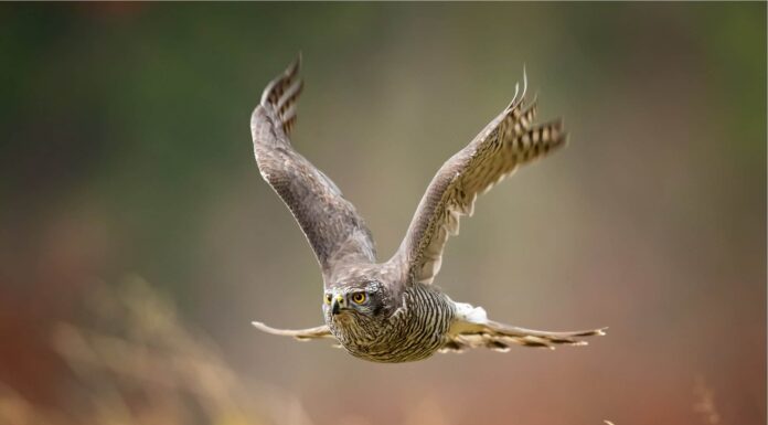 Hawk mette in mostra una precisione assurda volando tra due ragazze
