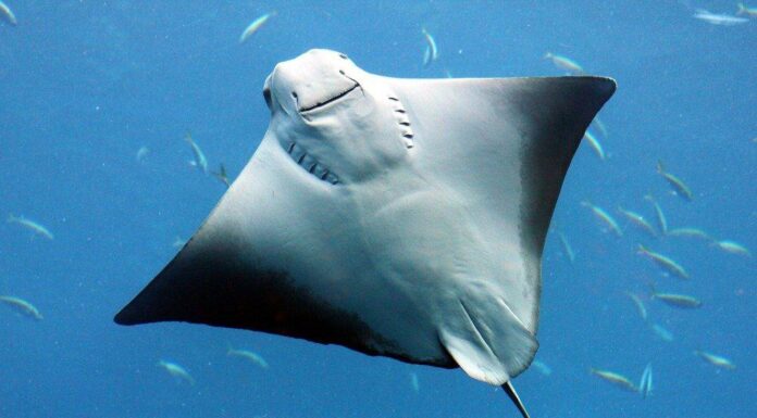 Denti di razza: tutto ciò che devi sapere
