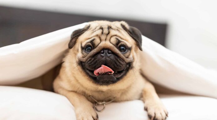  Per cosa sono stati allevati i carlini?  Qual era il loro ruolo?
