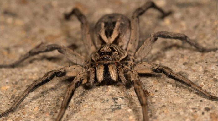 Ragni lupo in Georgia: tutto ciò che devi sapere
