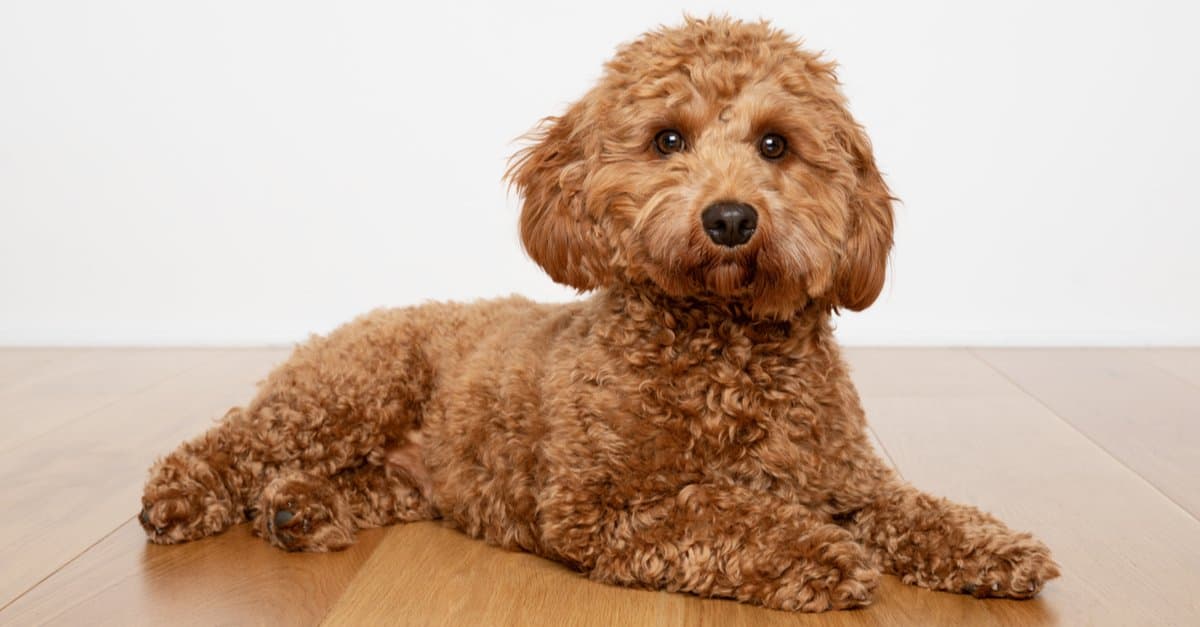 10 fatti incredibili di Cavapoo