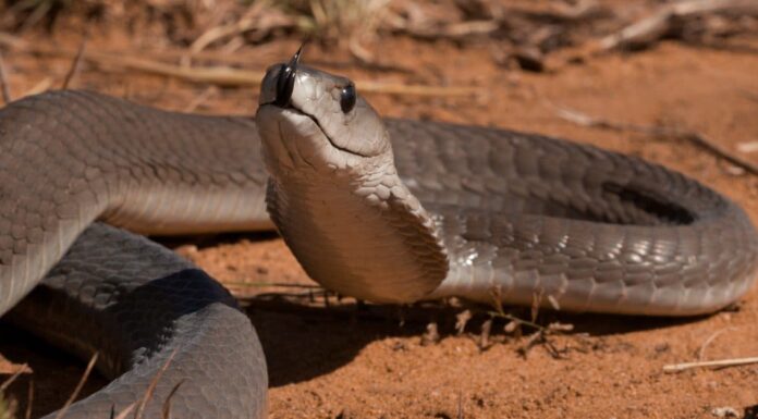Cottonmouth vs Black Mamba: qual è il serpente più velenoso?
