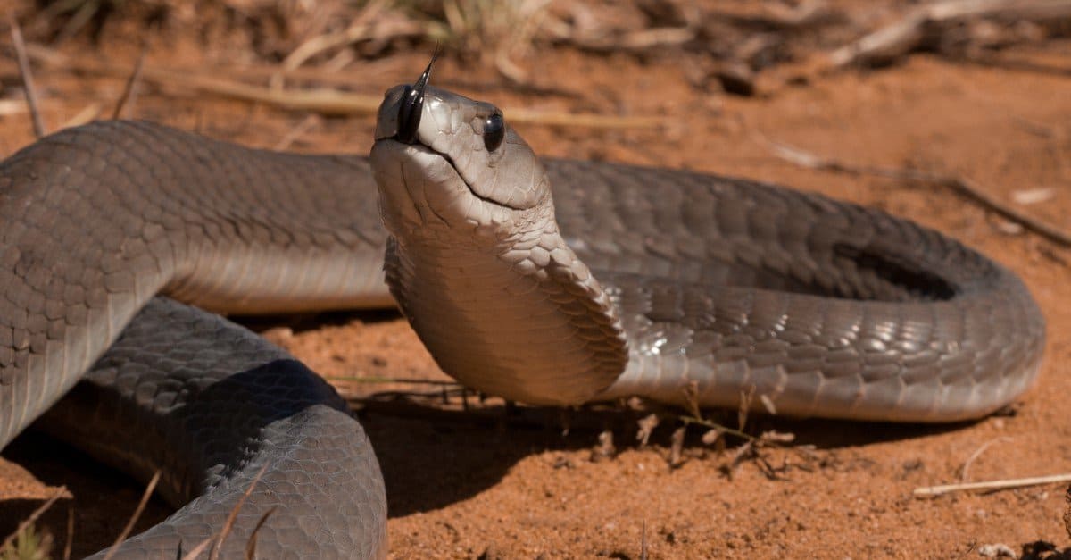 Cottonmouth vs Black Mamba: qual è il serpente più velenoso?